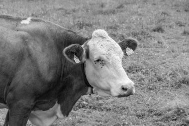 Mittersill Avusturalya Alplerinde