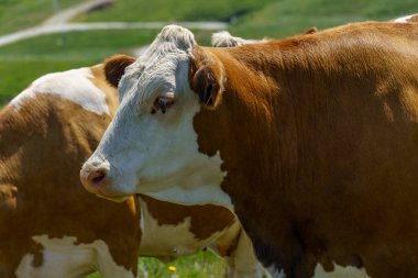 Mittersill Avusturalya Alplerinde