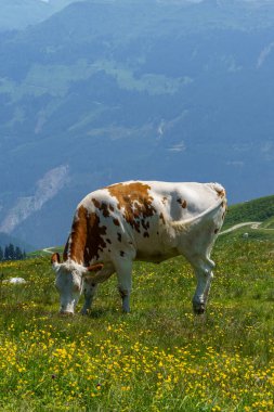 Mittersill Avusturalya Alplerinde