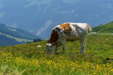 Mittersill Avusturalya Alplerinde