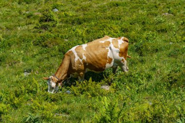 Mittersill Avusturalya Alplerinde