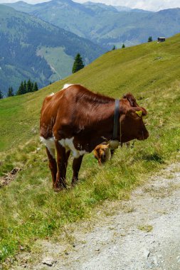 Mittersill Avusturalya Alplerinde