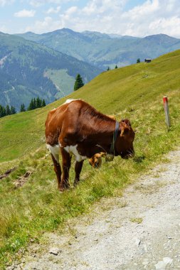 Mittersill Avusturalya Alplerinde