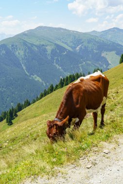 Mittersill Avusturalya Alplerinde