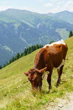 Mittersill Avusturalya Alplerinde