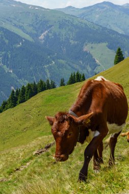 Mittersill Avusturalya Alplerinde