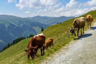 Mittersill Avusturalya Alplerinde