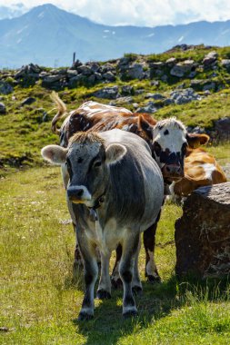 Mittersill Avusturalya Alplerinde