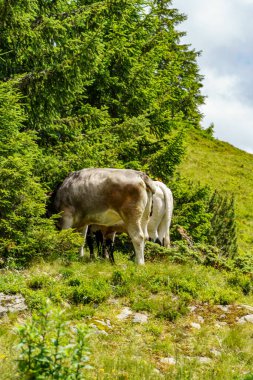 Mittersill Avusturalya Alplerinde