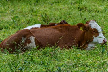 Mittersill Avusturalya Alplerinde