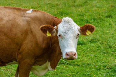 Mittersill Avusturalya Alplerinde