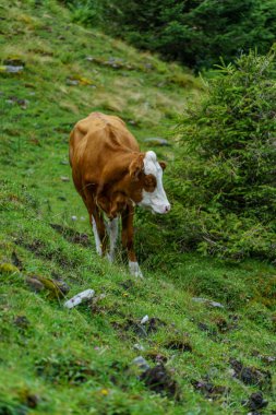 Mittersill Avusturalya Alplerinde