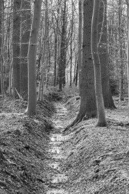 Alman Muensterland 'inde sonbahar yürüyüşü