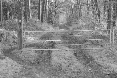 Alman Muensterland 'inde sonbahar yürüyüşü