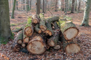 Alman Muensterland 'inde sonbahar yürüyüşü