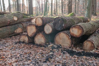 Alman Muensterland 'inde sonbahar yürüyüşü