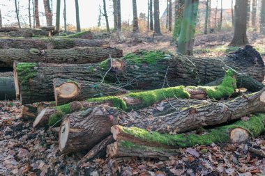 Alman Muensterland 'inde sonbahar yürüyüşü
