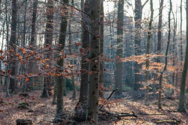 Alman Muensterland 'inde sonbahar yürüyüşü