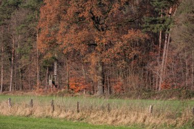 Alman Muensterland 'inde sonbahar yürüyüşü