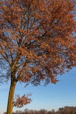 Alman Muensterland 'inde sonbahar yürüyüşü