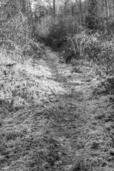 autumn hike in the german muensterland
