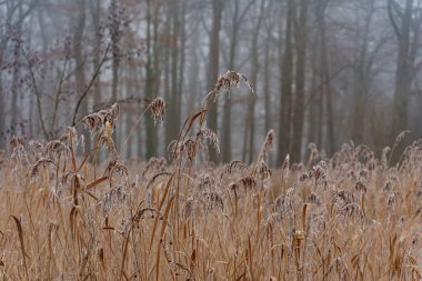 Alman Muensterland 'inde soğuk kış zamanı