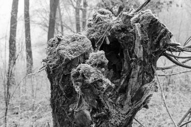 Westphalia 'da soğuk kış zamanı