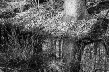 Almanya 'nın Fuerstenau şehrinde.