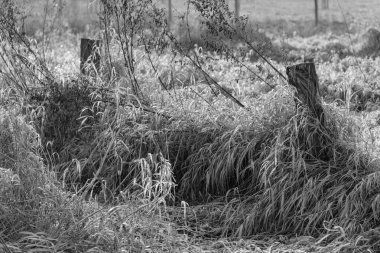 Westphlaia 'da Velen yakınlarında yürüyüş