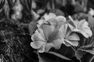 Westphlaia 'da Velen yakınlarında yürüyüş