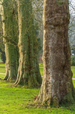 Westphlaia 'da Velen yakınlarında yürüyüş