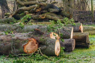 Westphlaia 'da Velen yakınlarında yürüyüş
