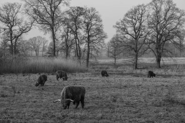 Westphlaia 'da Velen yakınlarında yürüyüş