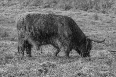 Westphlaia 'da Velen yakınlarında yürüyüş
