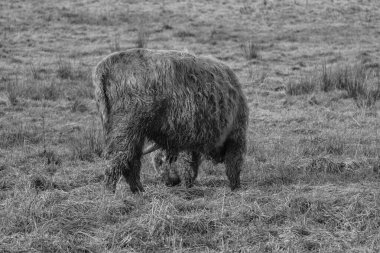 Westphlaia 'da Velen yakınlarında yürüyüş