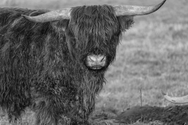 Alman Muensterland 'inde Neasr Velen şehrinde yürüyüş
