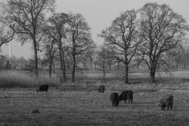 Alman Muensterland 'inde Neasr Velen şehrinde yürüyüş
