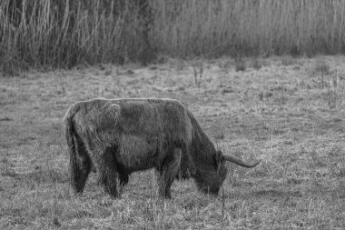 Alman Muensterland 'inde Neasr Velen şehrinde yürüyüş