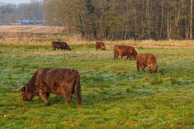 Hiking neasr Velen city in the german muensterland clipart