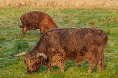 Alman Muensterland 'inde Neasr Velen şehrinde yürüyüş