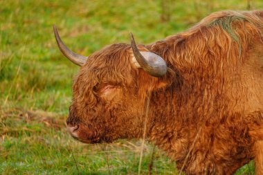 Alman Muensterland 'inde Neasr Velen şehrinde yürüyüş