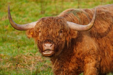 Alman Muensterland 'inde Neasr Velen şehrinde yürüyüş