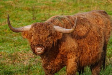 Alman Muensterland 'inde Neasr Velen şehrinde yürüyüş