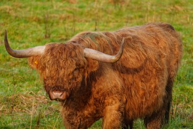 Alman Muensterland 'inde Neasr Velen şehrinde yürüyüş
