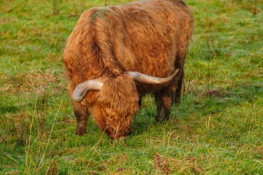 Alman Muensterland 'inde Neasr Velen şehrinde yürüyüş