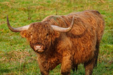 Alman Muensterland 'inde Neasr Velen şehrinde yürüyüş