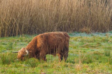 Hiking neasr Velen city in the german muensterland clipart