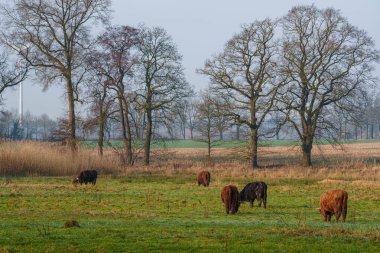 Hiking neasr Velen city in the german muensterland clipart