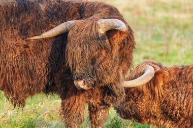 Alman Muensterland 'inde Neasr Velen şehrinde yürüyüş
