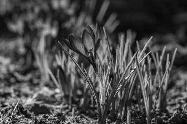 Westphalia 'da ilkbahar başları